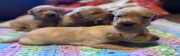 Labrador Retriever dogs for sale: Fox Red Labrador Puppies - Advert 19