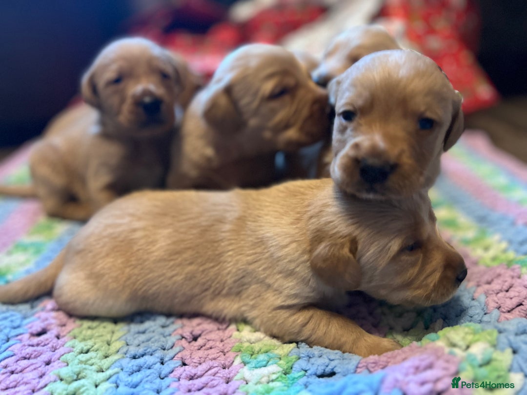 Labrador Retriever dogs for sale: Fox Red Labrador Puppies - Advert 19
