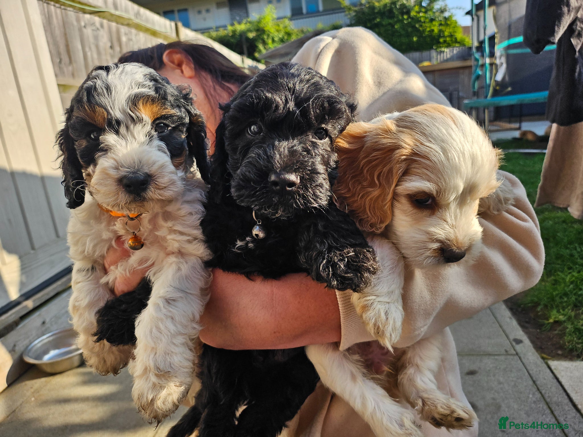 Cockapoo dogs 7 beautiful little cockerpoo puppies 🐶🐶 - Advert 1