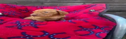 Hungarian Vizsla dogs for sale: Outstanding Kc registered Hungarian vizsla - Advert 13