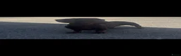 Miniature Dachshund dogs for stud: PROVEN KC MINIATURE DACHSHUND STUD  - Advert 5