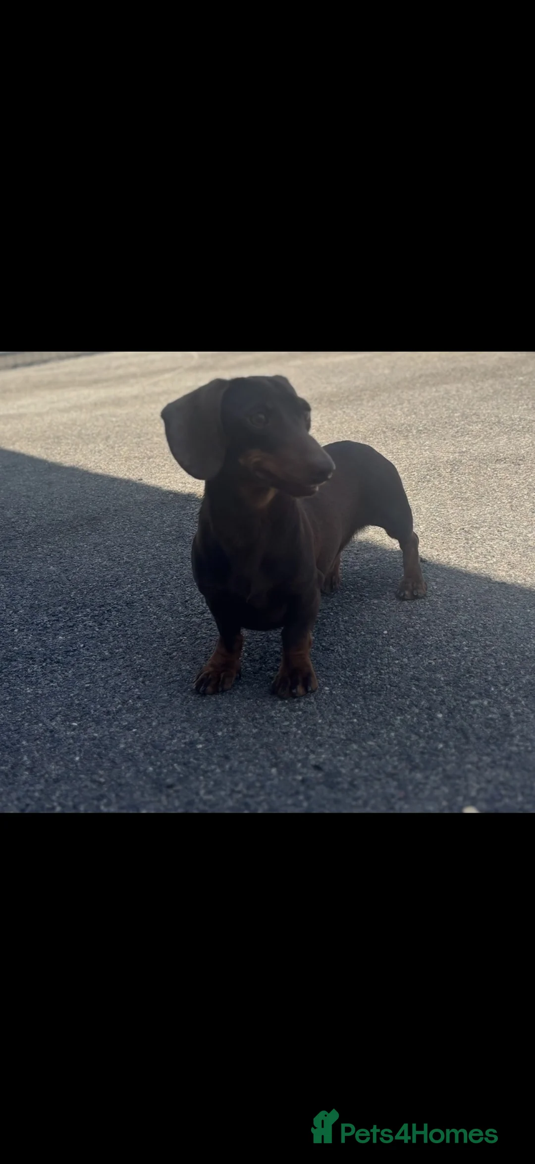 Miniature Dachshund dogs for stud: PROVEN KC MINIATURE DACHSHUND STUD  - Advert 5