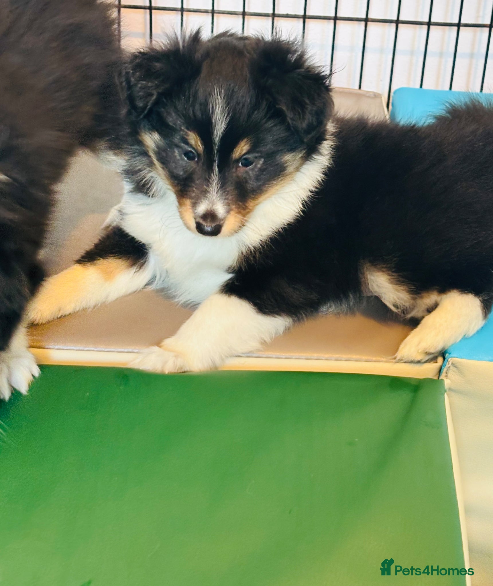 Shetland Sheepdog dogs Beautiful Shetland sheepdog puppies  - Advert 2