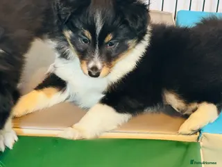 Shetland Sheepdog dogs Beautiful Shetland sheepdog puppies - Advert 2