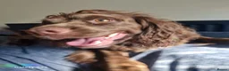 Cocker Spaniel dogs for sale: Gorgeous cocker spaniel puppies  in Herne Bay - Advert 7