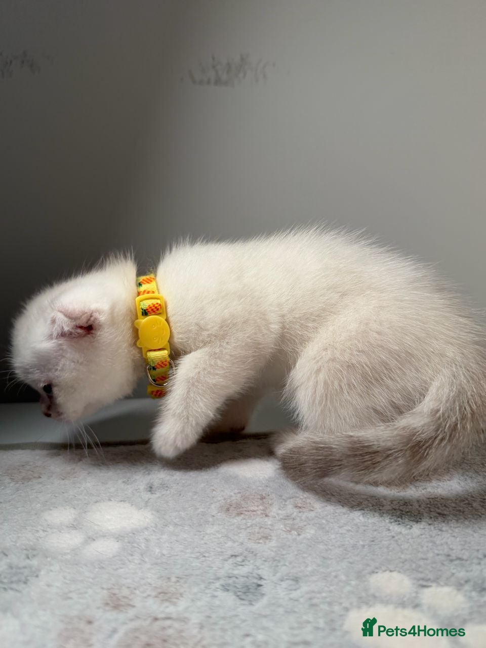 Scottish Fold cats ⭐️ Beautiful Scottish Folds - 1 left! 🐈 - Advert 2
