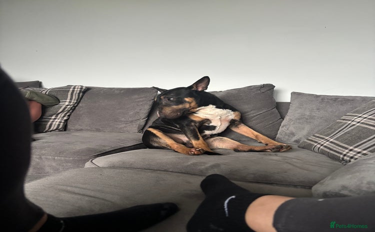 English Bull Terrier dogs - Advert 8