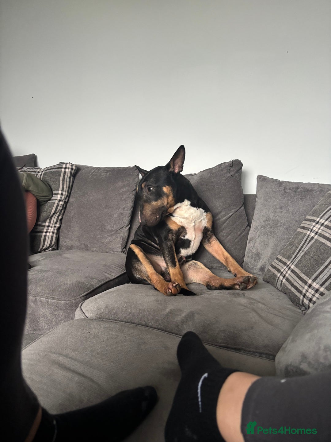 English Bull Terrier dogs for sale: Having to rehome my beloved ebt - Image 1