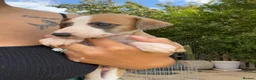 Whippet dogs for sale: Outstanding Male Whippets - Advert 3