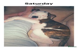 American Bulldog dogs for sale: Male American bulldog 13 week - Image 3