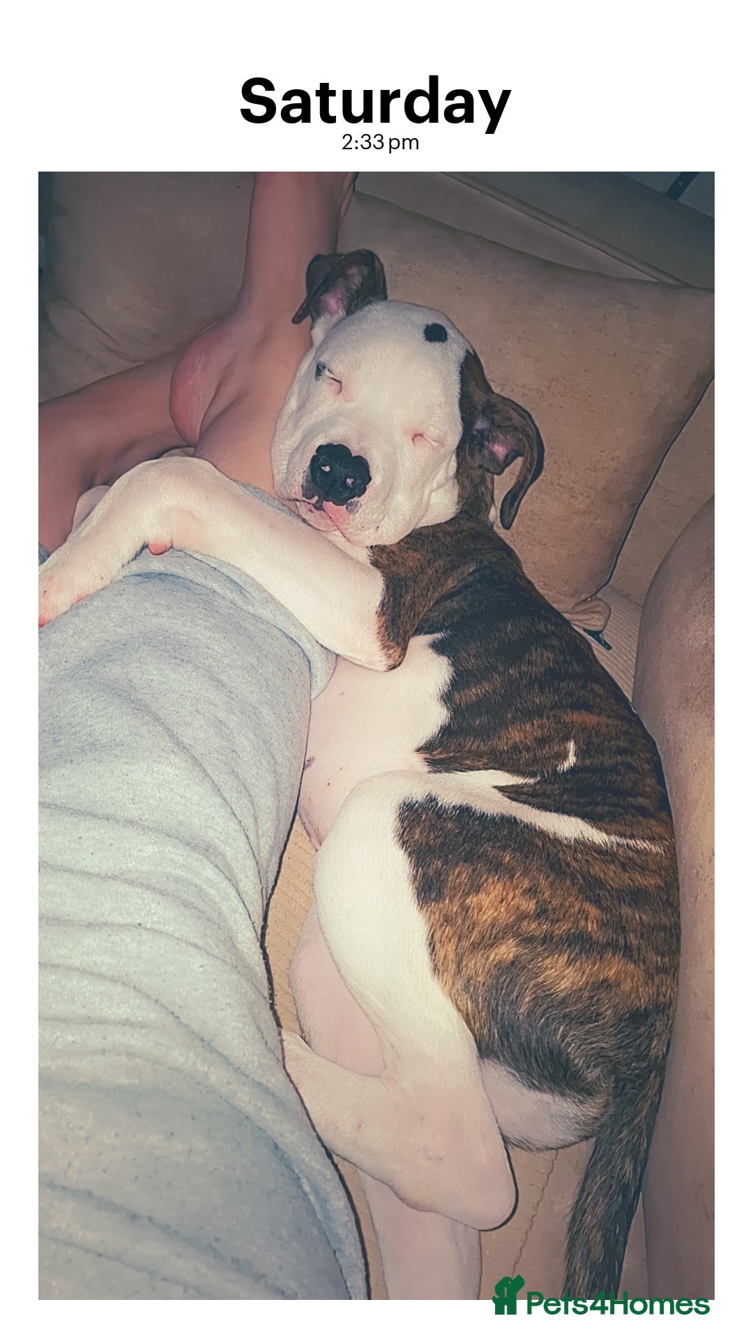 American Bulldog dogs for sale: Male American bulldog 13 week - Image 3