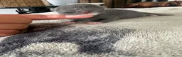 British Shorthair cats for sale: Beautiful British Shorthair Kittens  - Advert 7