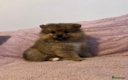 Pomeranian dogs for sale: 2 beautiful Pomeranian Puppy’s  - Image 13
