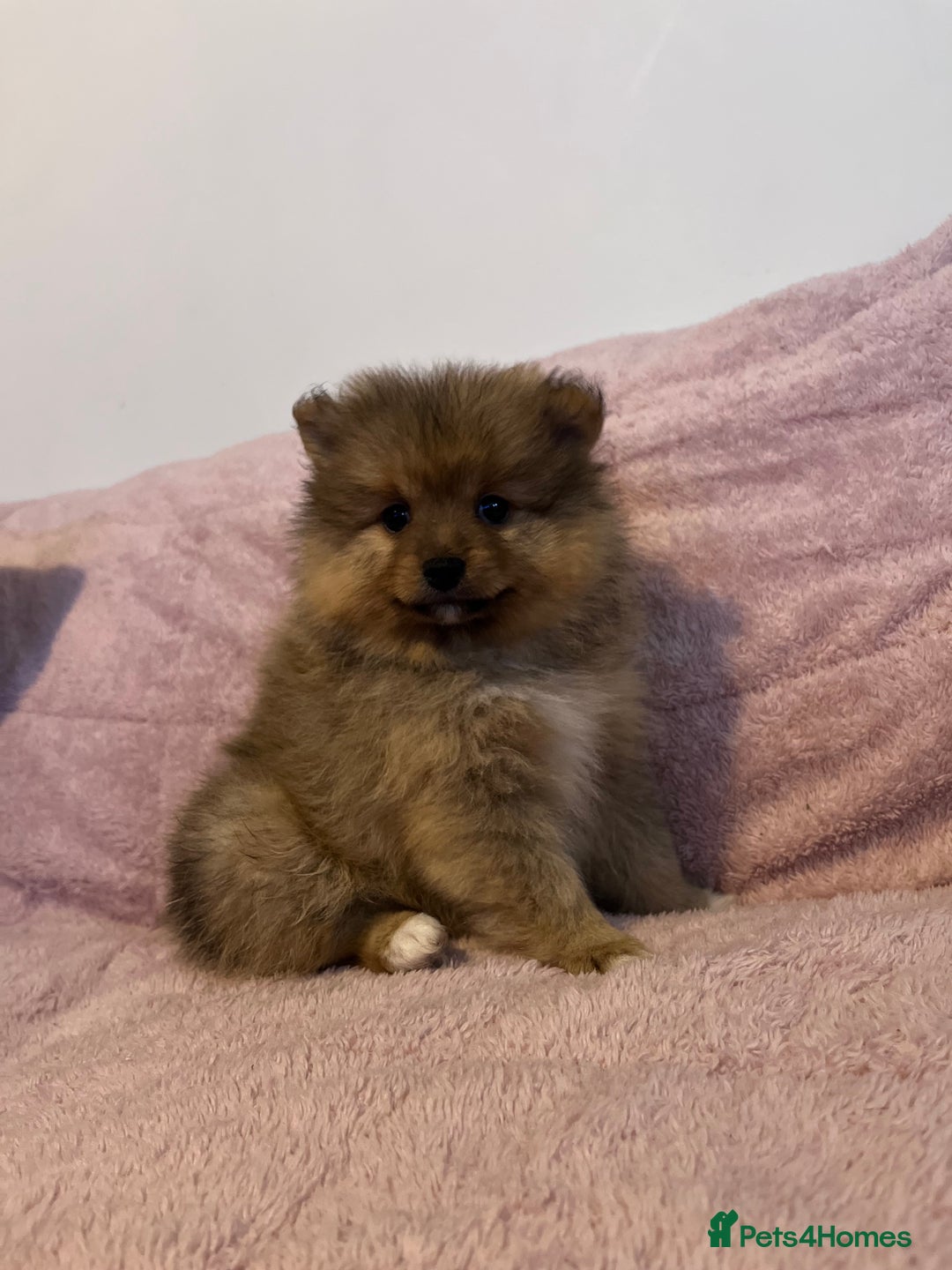 Pomeranian dogs for sale: 2 beautiful Pomeranian Puppy’s  - Image 13
