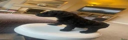 Mixed Breed dogs for sale: Toy poodle and miniature poodle mix puppies  - Advert 19
