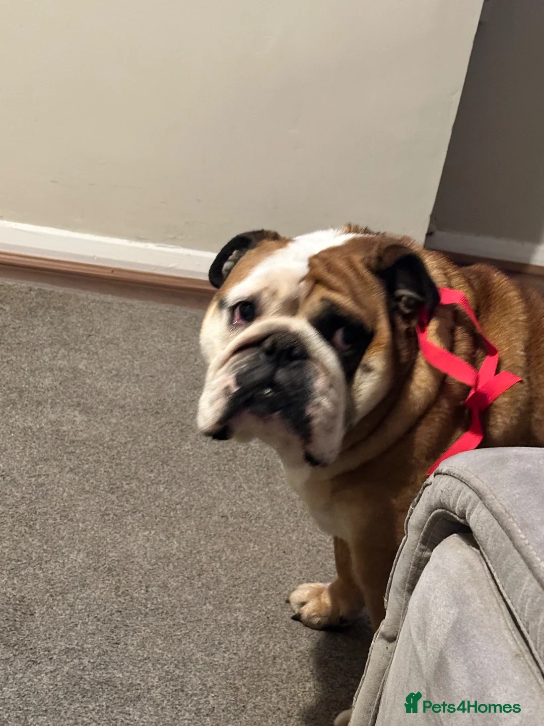 English Bulldog dogs for sale: Luna the bulldog  in West Malling - Advert 2