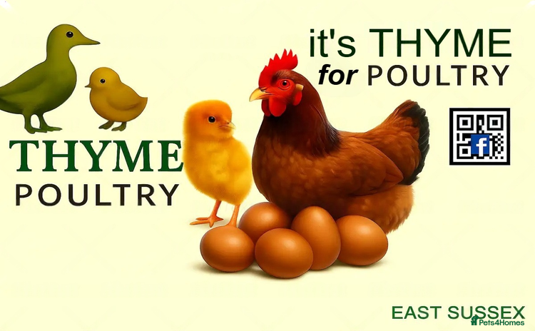 Chickens poultry - Advert 1