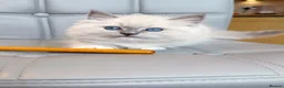 Ragdoll cats for sale: Pure Ragdoll kittens Registered and DNA tested  - Advert 4