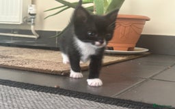 Scottish Fold cats for sale: Scottish fold straight (mix) - Image 1