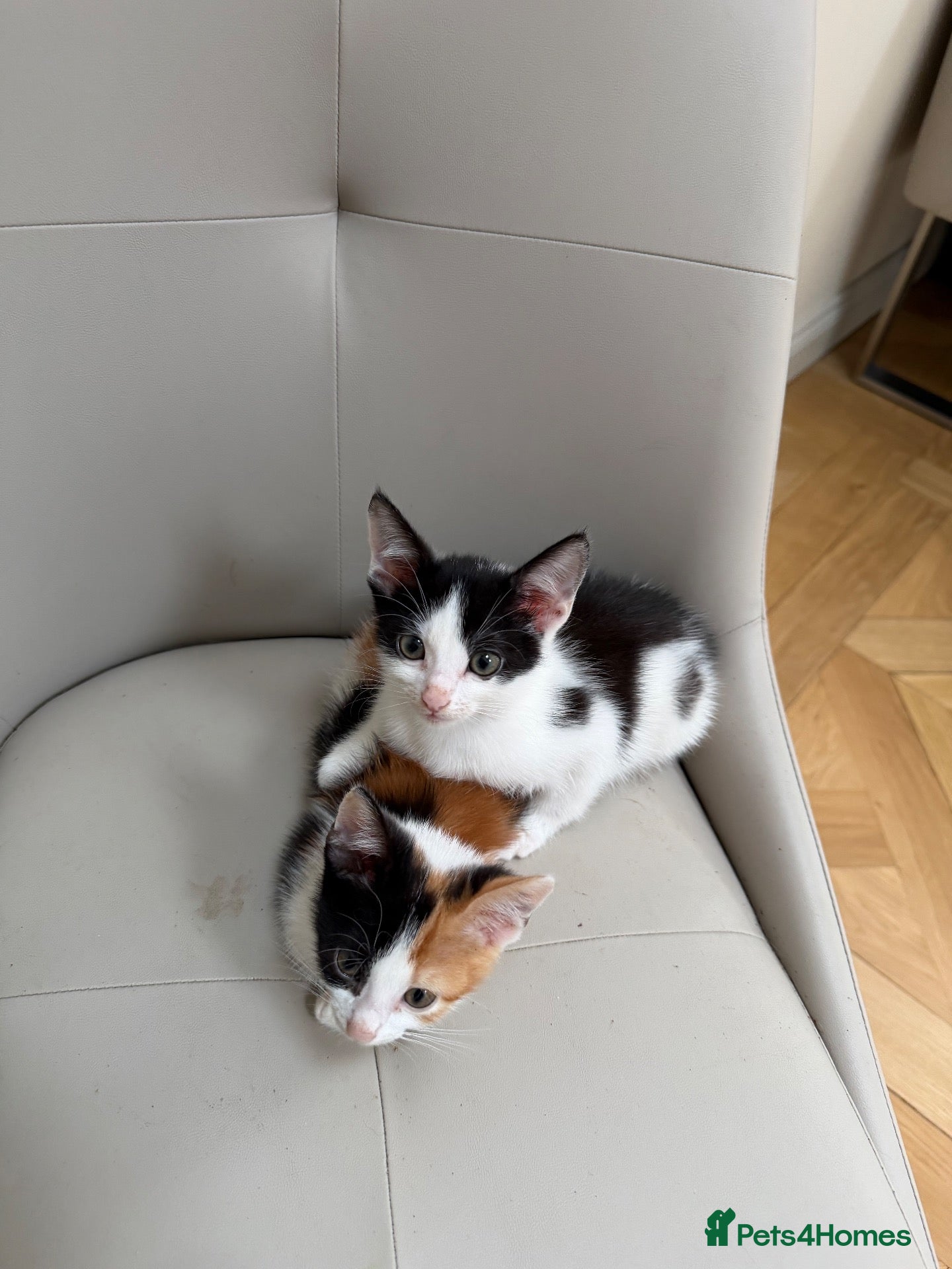 Mixed Breed cats for sale: Kittens  - Advert 1