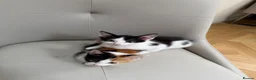 Mixed Breed cats for sale: Kittens  - Advert 1