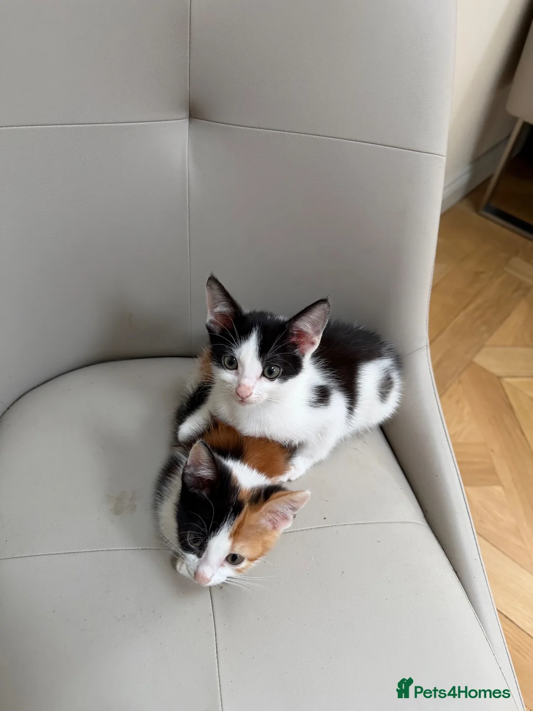 Mixed Breed cats for sale: Kittens  - Advert 1