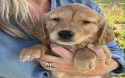 Golden Retriever dogs for sale: Beautiful KC Golden Retriever Puppies - Image 21