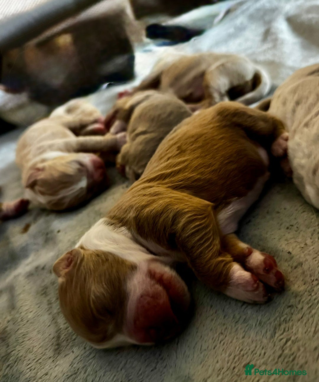Olde English Bulldogge dogs for sale: Mammut : Fluffy Olde English Bulldog puppies. - Advert 16