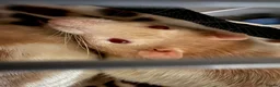 Rat rodents for sale: 2X male fancy albino rats in Plymouth - Advert 6