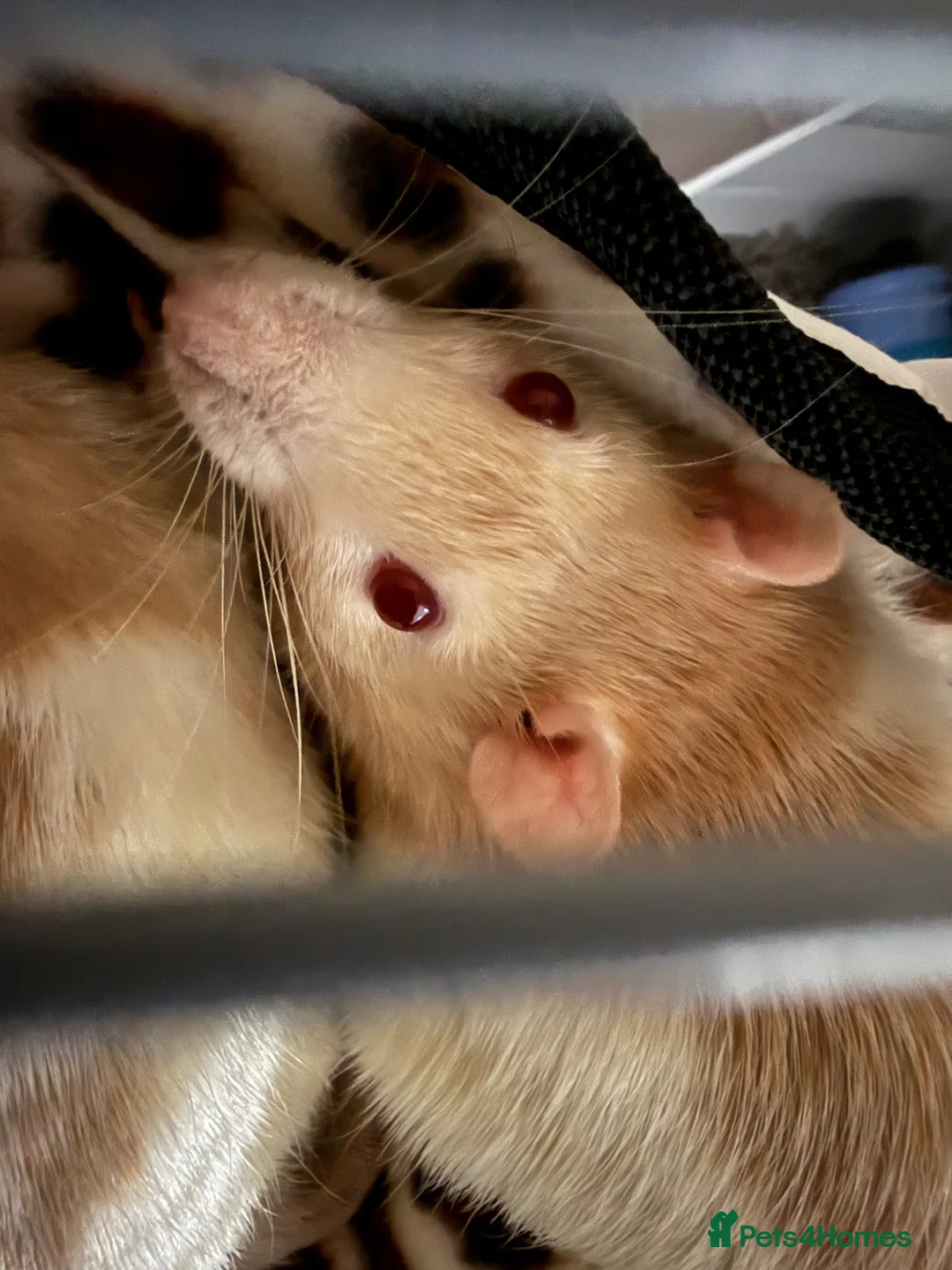 Rat rodents for sale: 2X male fancy albino rats in Plymouth - Advert 6