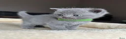 British Shorthair cats for sale: British shorthair kittens - Advert 11
