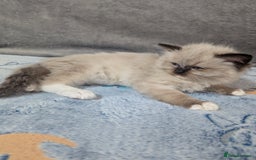Ragdoll cats for sale: Fluffy Ragdolls - Image 7