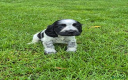 Cocker Spaniel dogs for sale: KC Reg Show Type Cockers - Advert 6