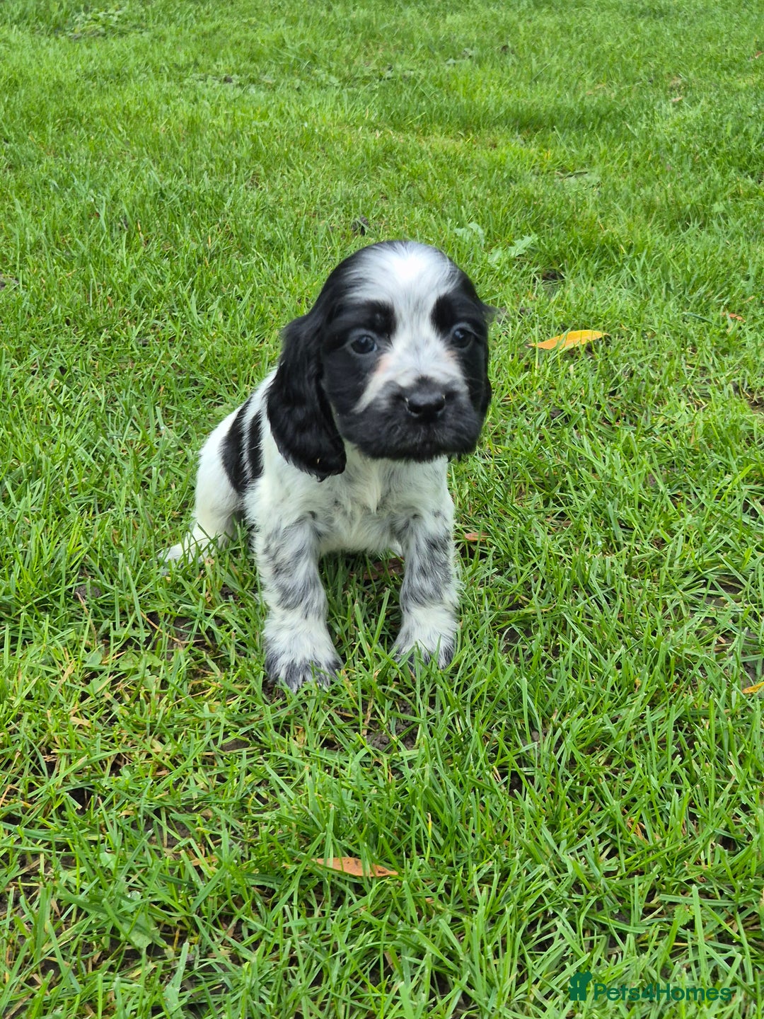 Cocker Spaniel dogs for sale: KC Reg Show Type Cockers - Advert 6