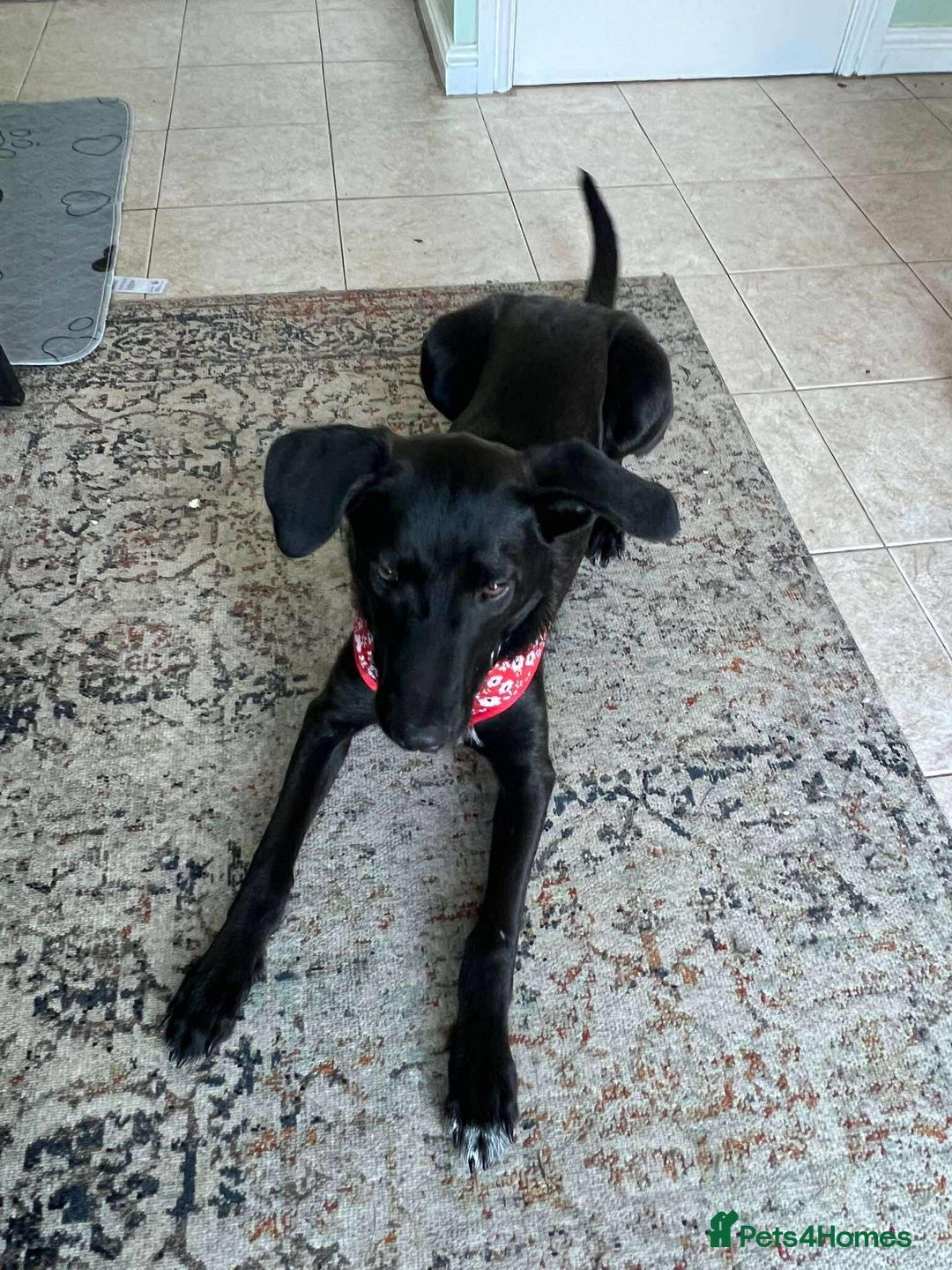 Whippet dogs for adoption: ASH-12 months,Medium,playful/friendly/loves people - Image 4