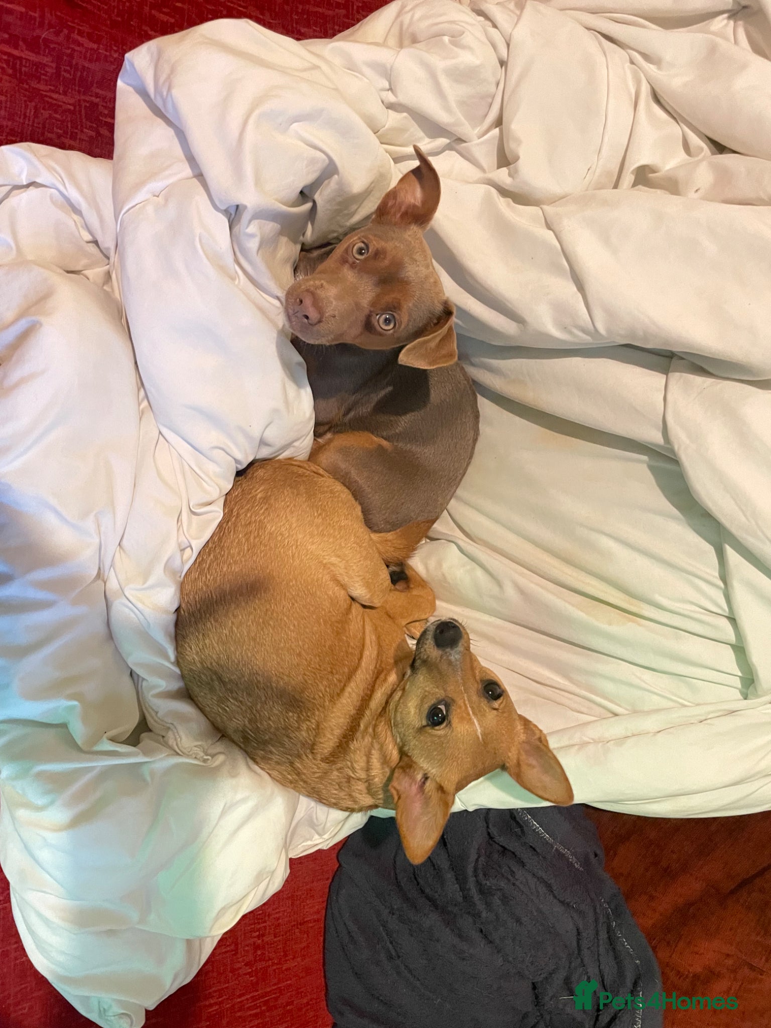 Mixed Breed dogs for sale: PomerJack puppies for sale in Aldershot - Advert 8