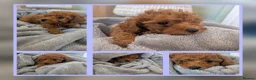 Toy Poodle dogs for stud: K.C. Reg Proven Stud Toy Poodle - Advert 17