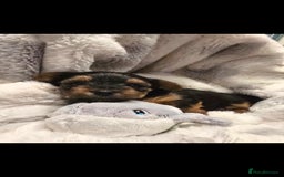 Yorkshire Terrier dogs for sale: Yorkshire terrier mini  - Advert 3