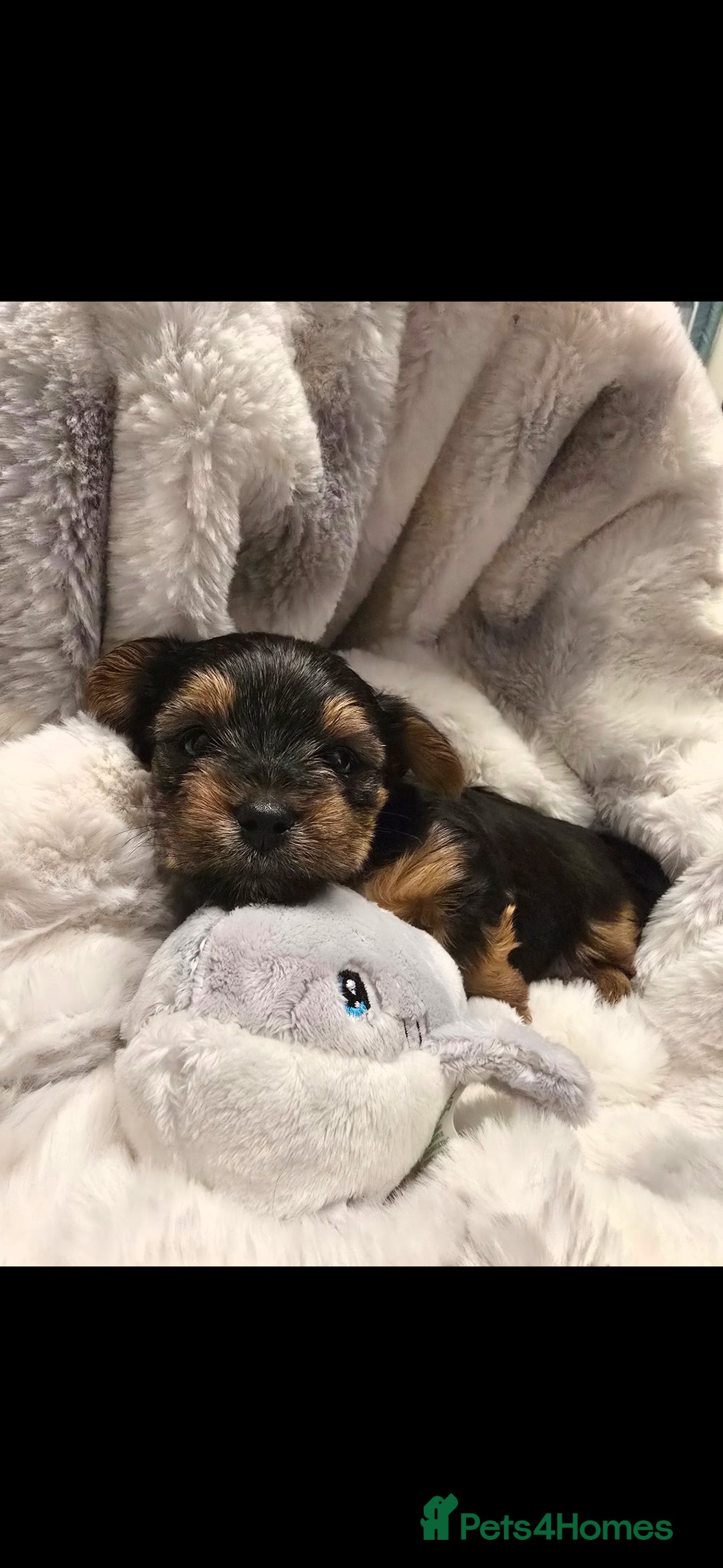 Yorkshire Terrier dogs for sale: Yorkshire terrier mini  - Advert 3