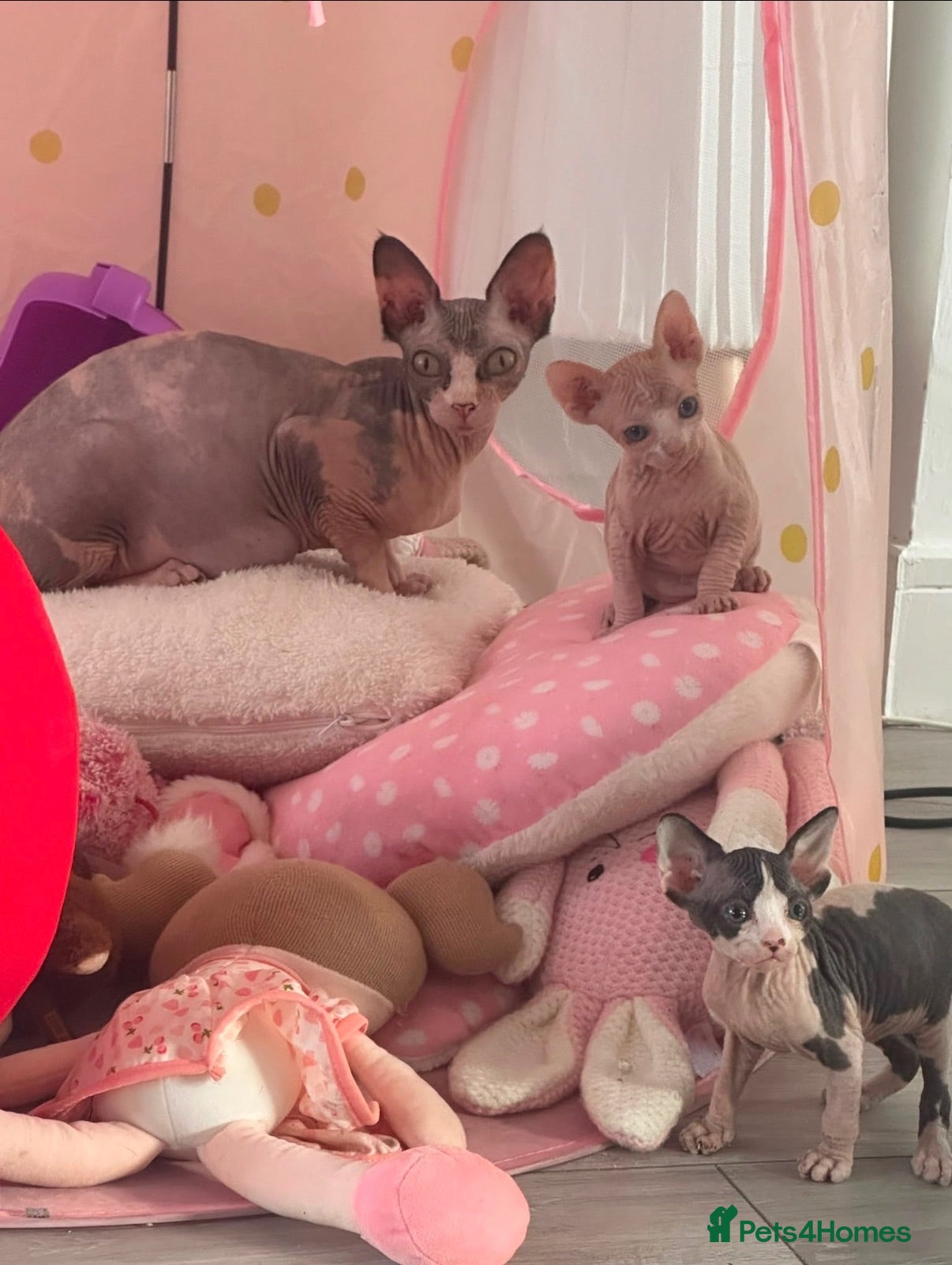 Sphynx cats ** 1 Kitten Left ** Sphynx Babies - Advert 2