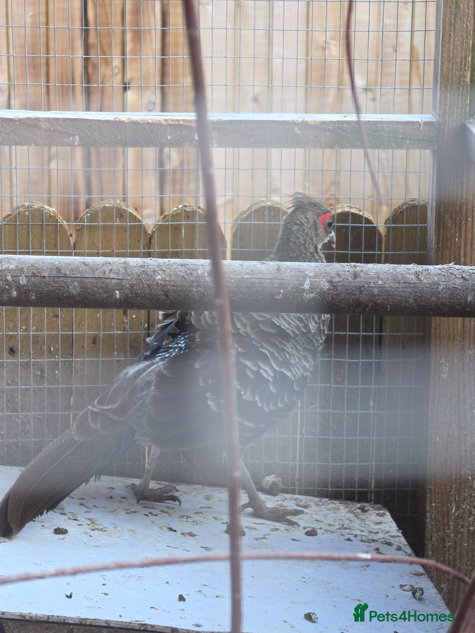 Pheasants poultry Male and female golden phesants  - Advert 2