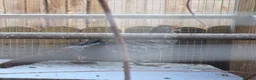 Pheasants poultry for sale: Male and female golden phesants  - Advert 2