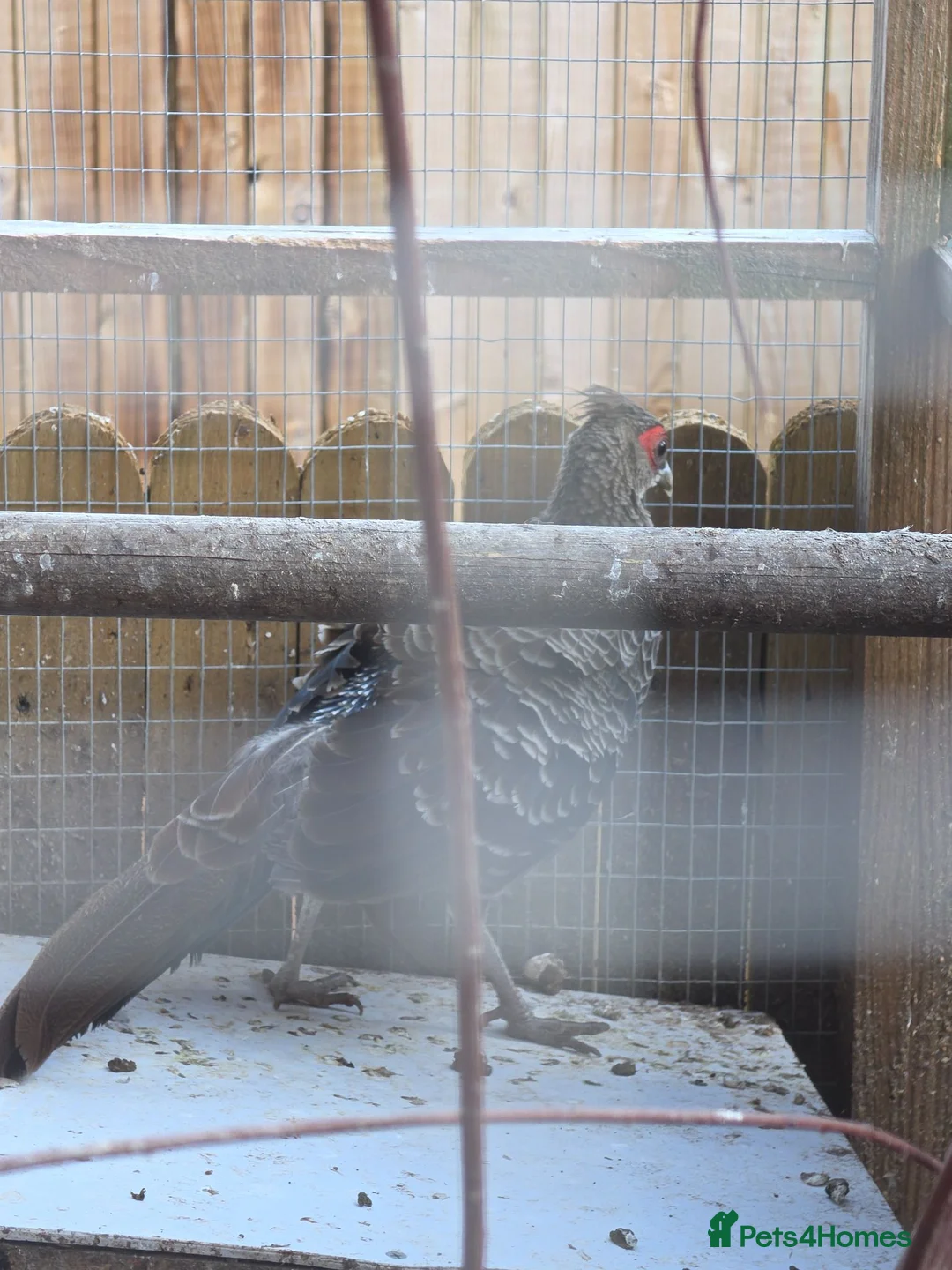 Pheasants poultry for sale: Male and female golden phesants  - Advert 2