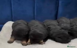 German Shepherd dogs for sale: Intelligent German Shepherd Puppies for Sale - Image 7