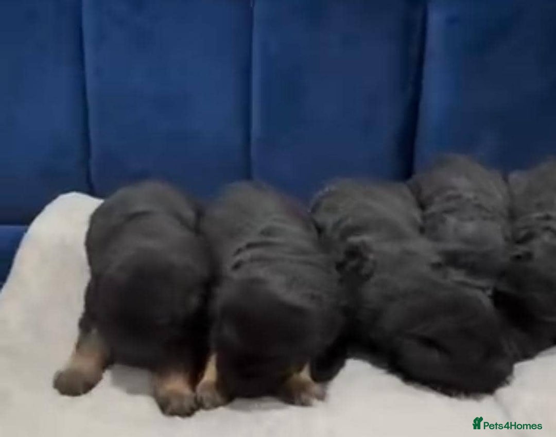 German Shepherd dogs for sale: Intelligent German Shepherd Puppies for Sale - Image 7