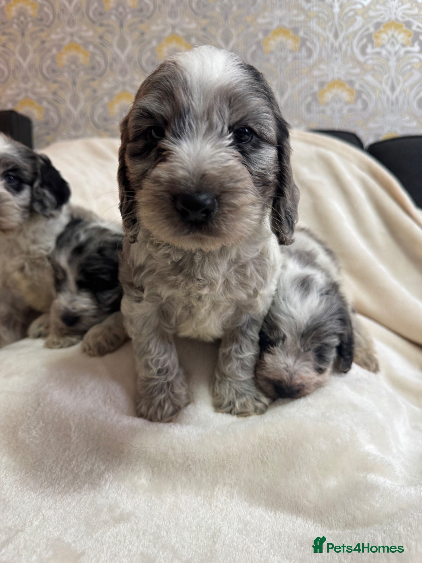 Cockapoo dogs for sale: Cockapoo puppies  - Advert 8