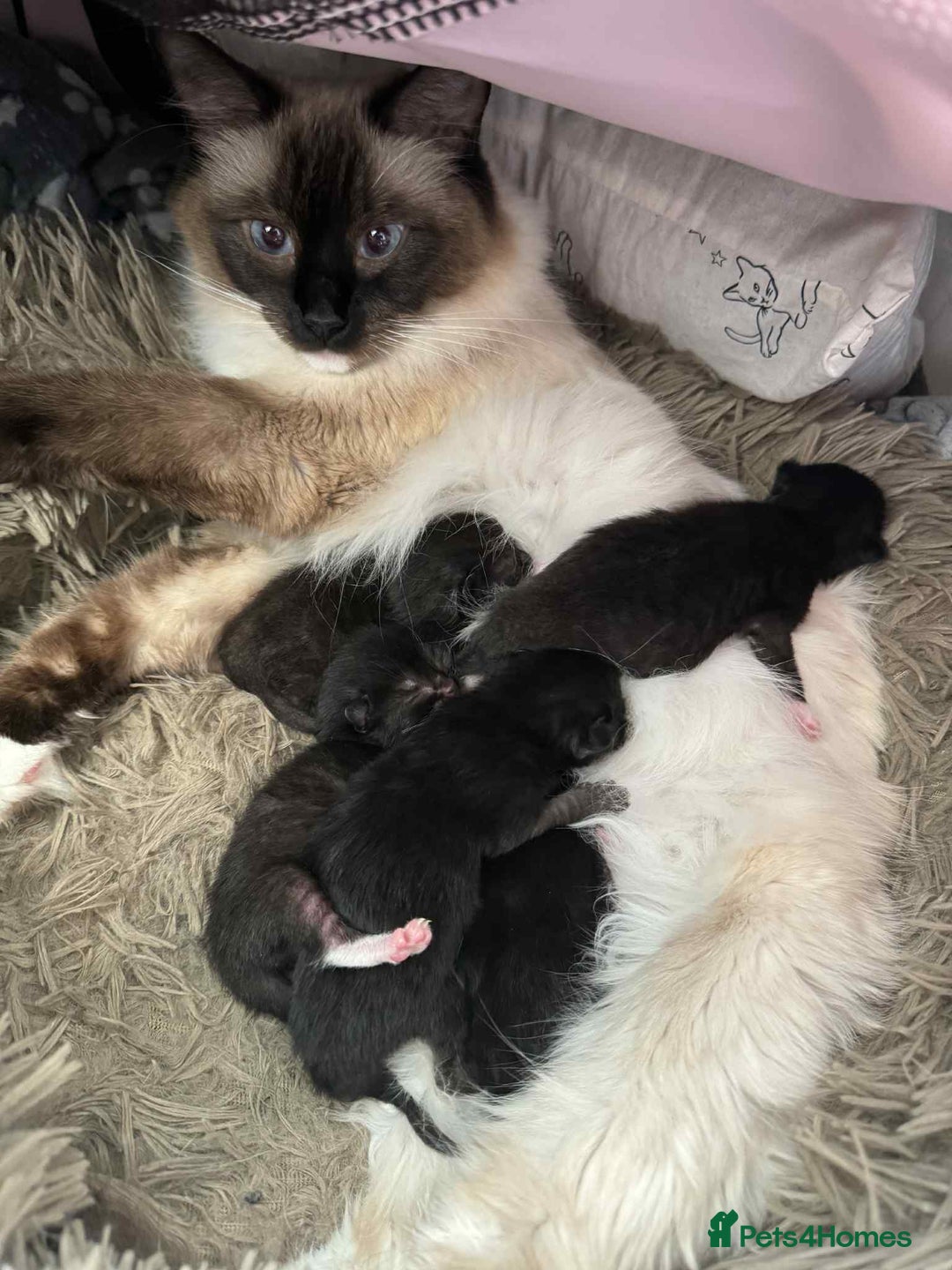 Ragdoll cats for sale: Ragdoll mix  - Advert 17