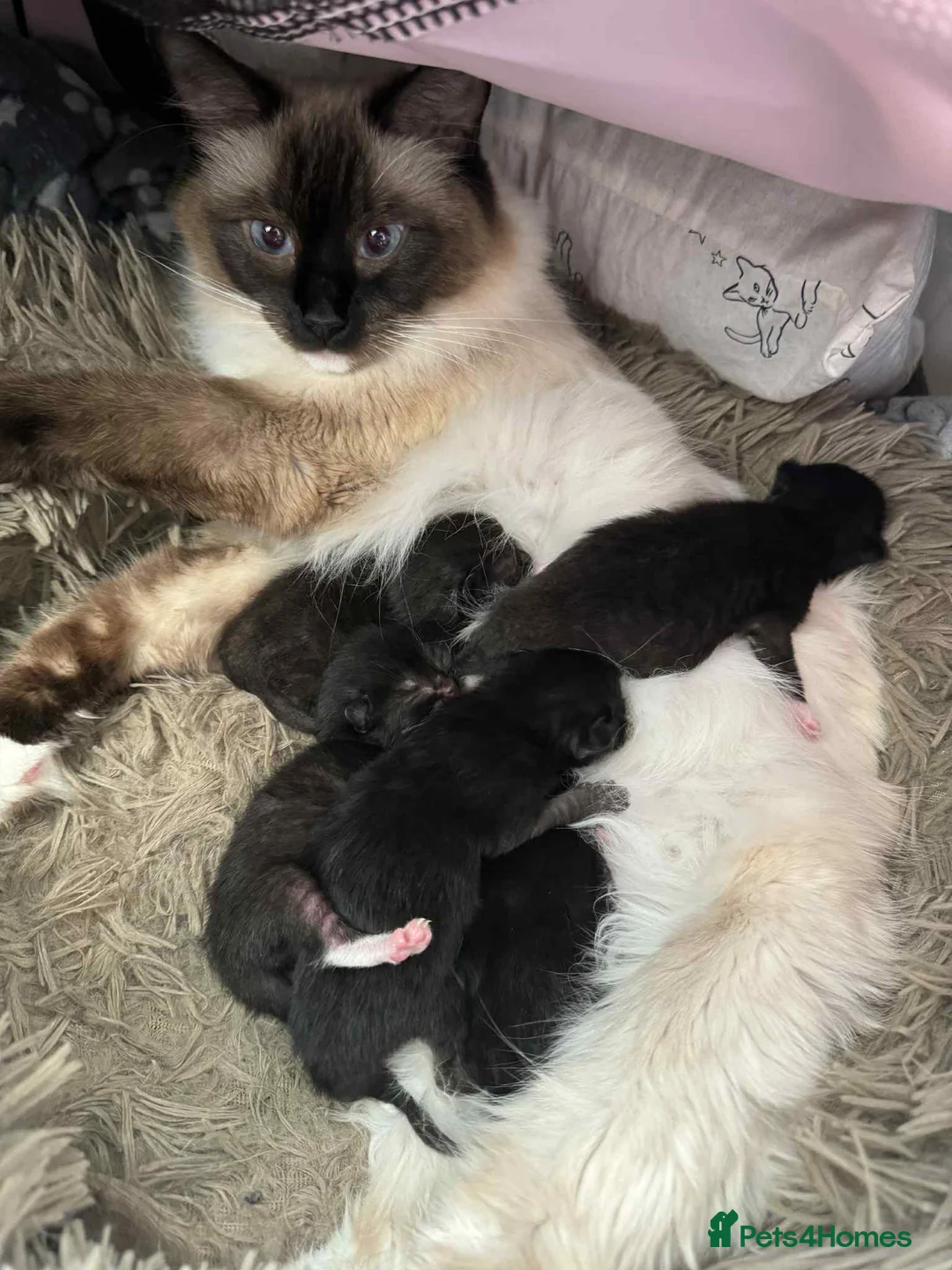 Ragdoll cats for sale: Ragdoll mix  - Advert 17