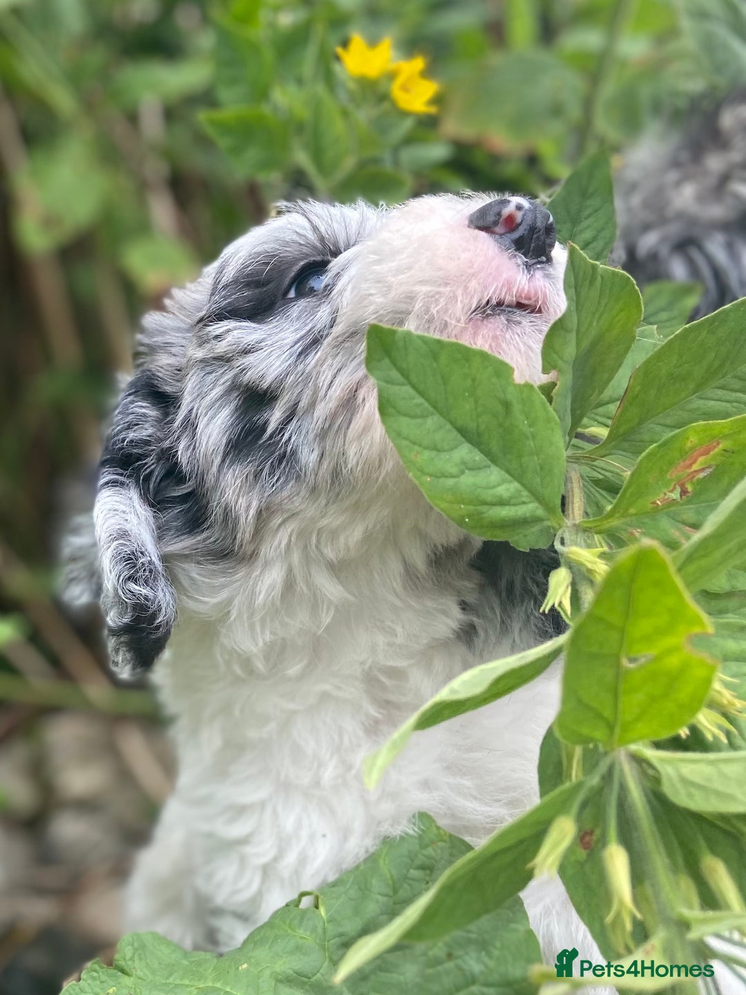 Mixed Breed dogs for sale: Poodle cross - Image 13