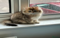 British Longhair cats for sale: Looking for a new family!!!!  - Image 8